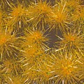 Cacti