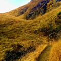 California Hillside 2