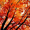 Flame Tree