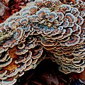 Fungus on a Fallen Tree