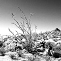 Joshua Tree 2