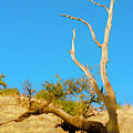 Half-dead Tree on a Grassy Ridge