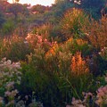 Sunset in the Brush