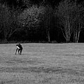 The Elk