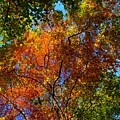 Tree Canopy 2