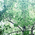 Tulip Poplar in Spring